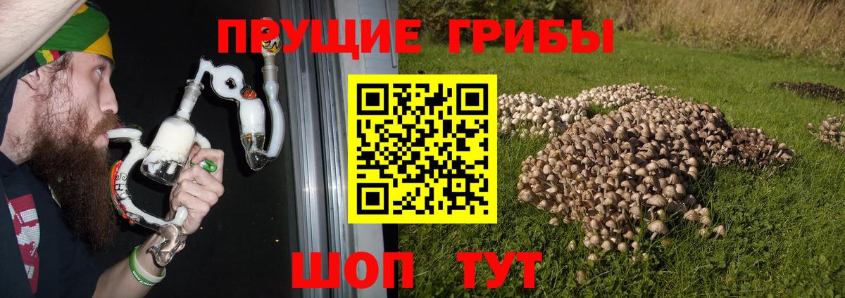 Галлюциногенные грибы Psilocybine cubensis Тамбов